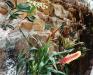 plant-wall.jpg